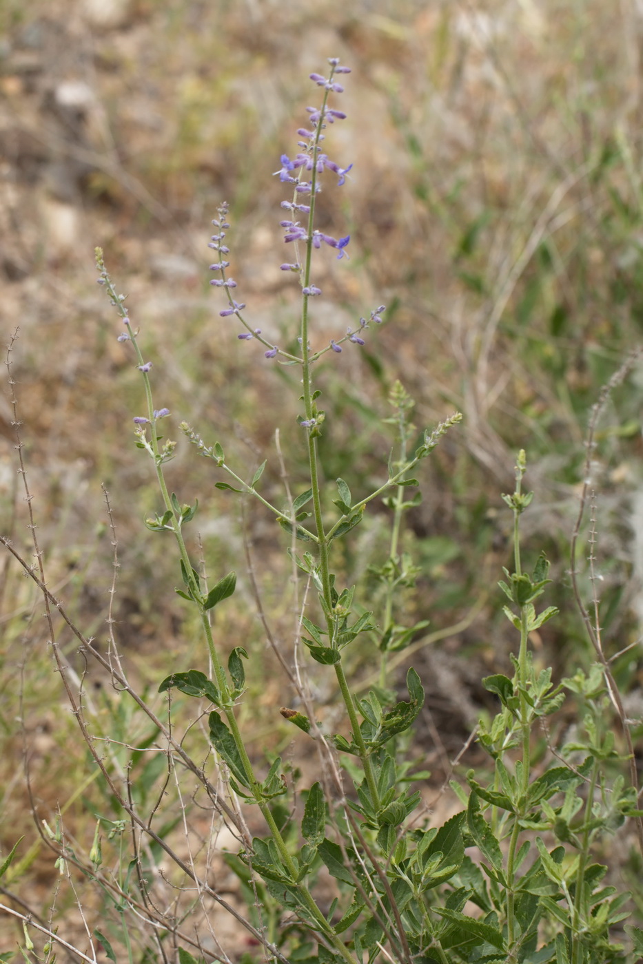 Image of Perovskia scrophulariifolia specimen.