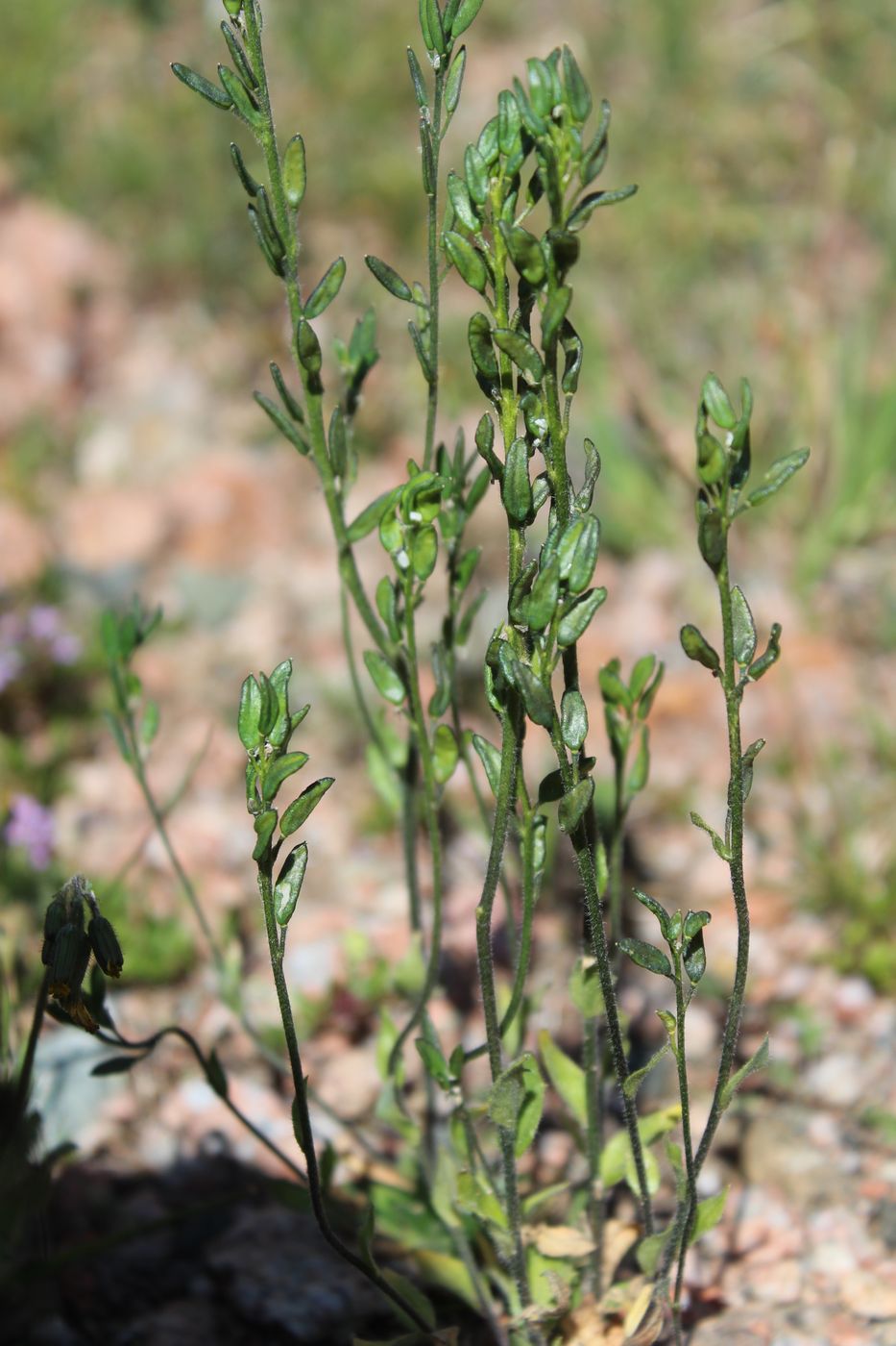 Image of Draba cana specimen.