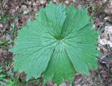 Aconitum septentrionale