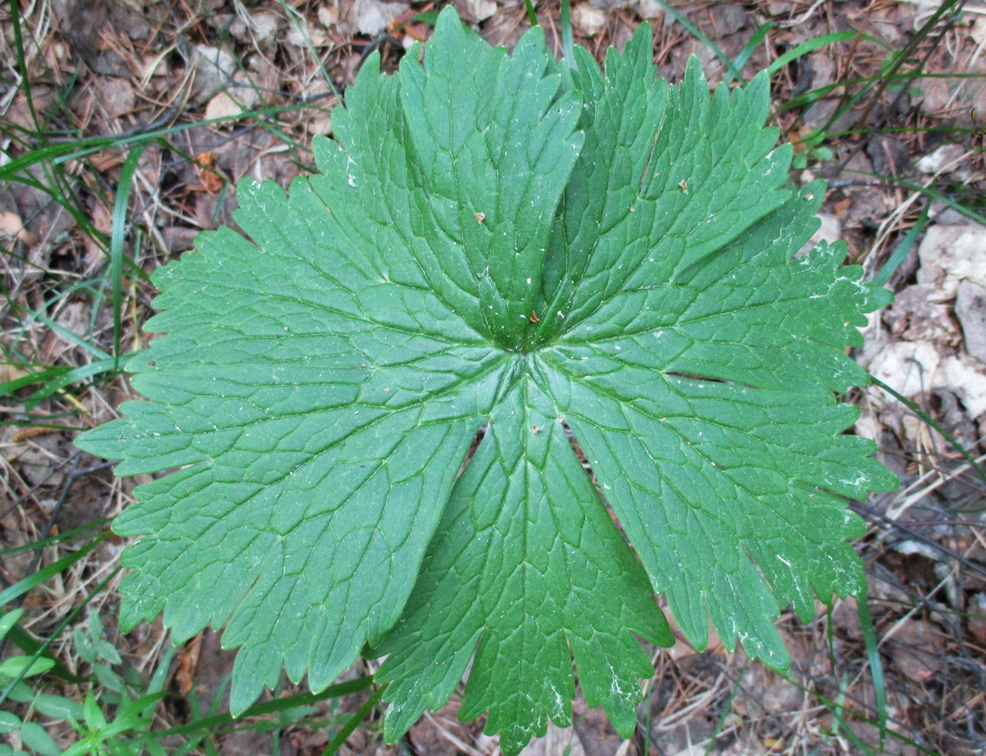 Изображение особи Aconitum septentrionale.