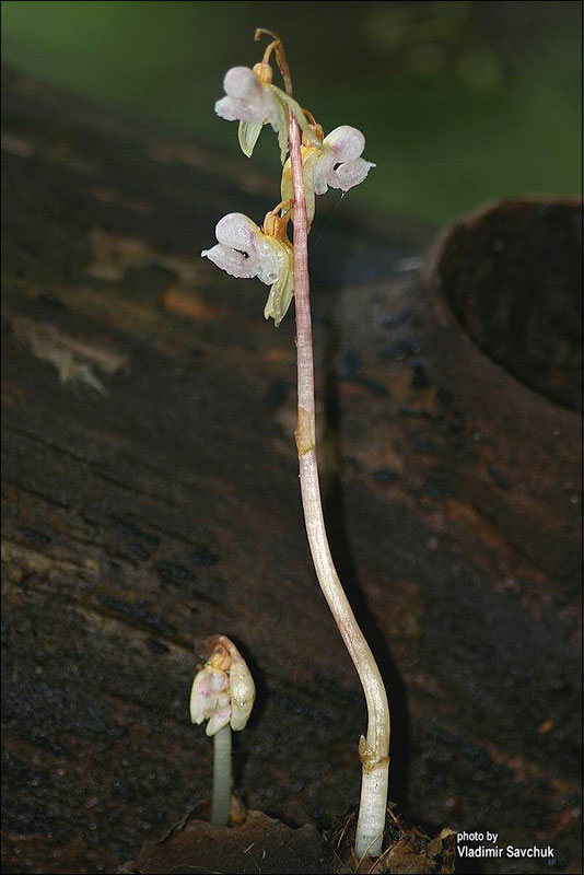 Image of Epipogium aphyllum specimen.