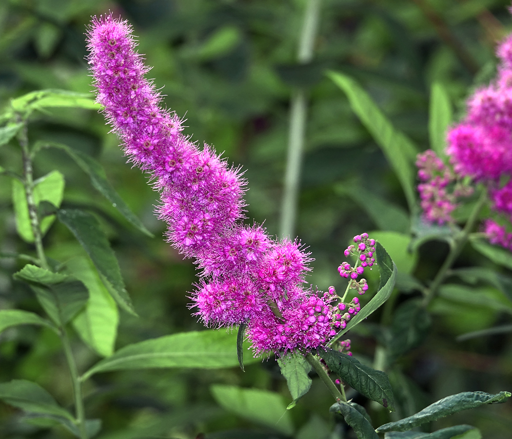 Image of Spiraea &times; billardii specimen.