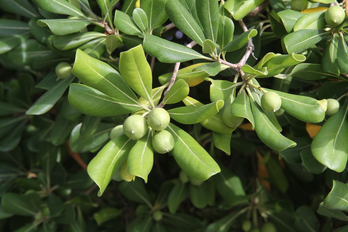 Image of Pittosporum tobira specimen.