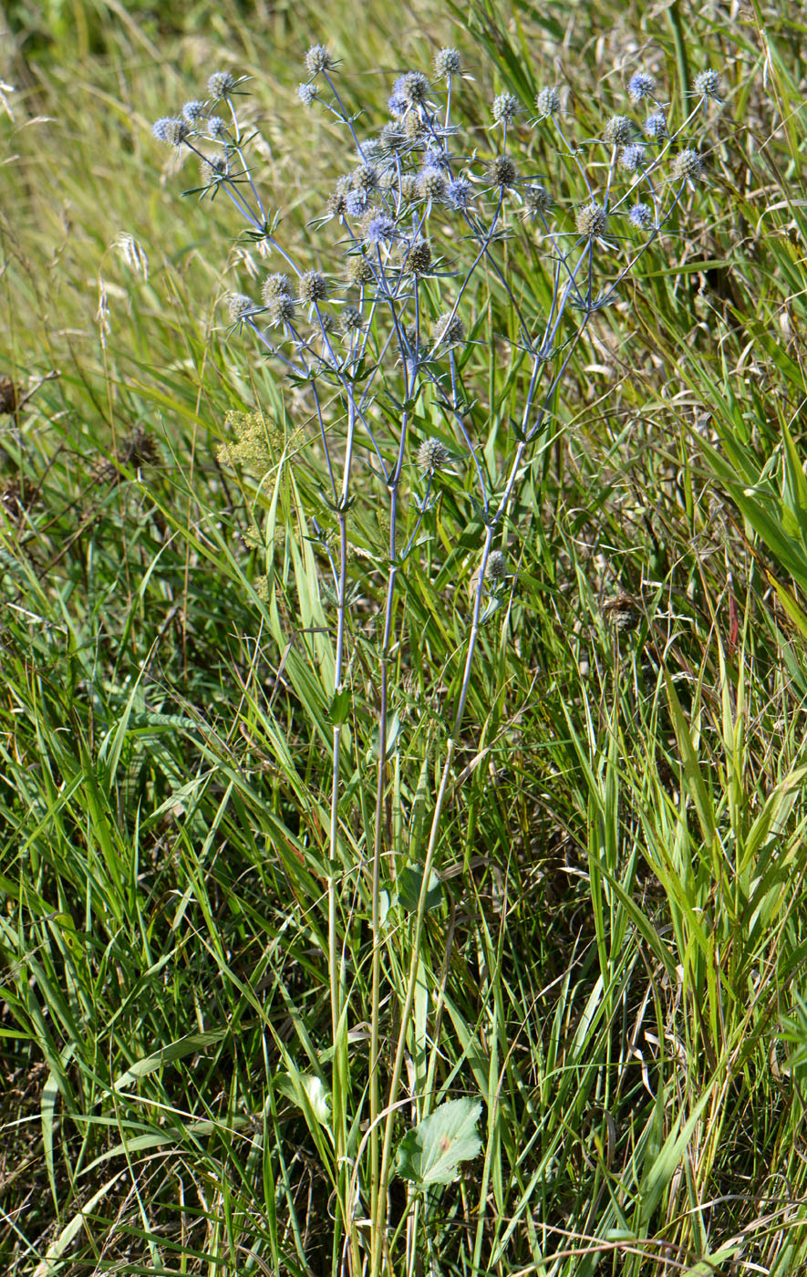 Изображение особи Eryngium planum.