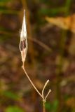 Image of taxon representative. Author is Геннадий Лукиянчук