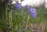 Campanula biebersteiniana. Цветущие растения. Краснодарский край, Мостовский р-н, седловина у подножья горы Большой Тхач, субальпийский луг. 12.06.2019.