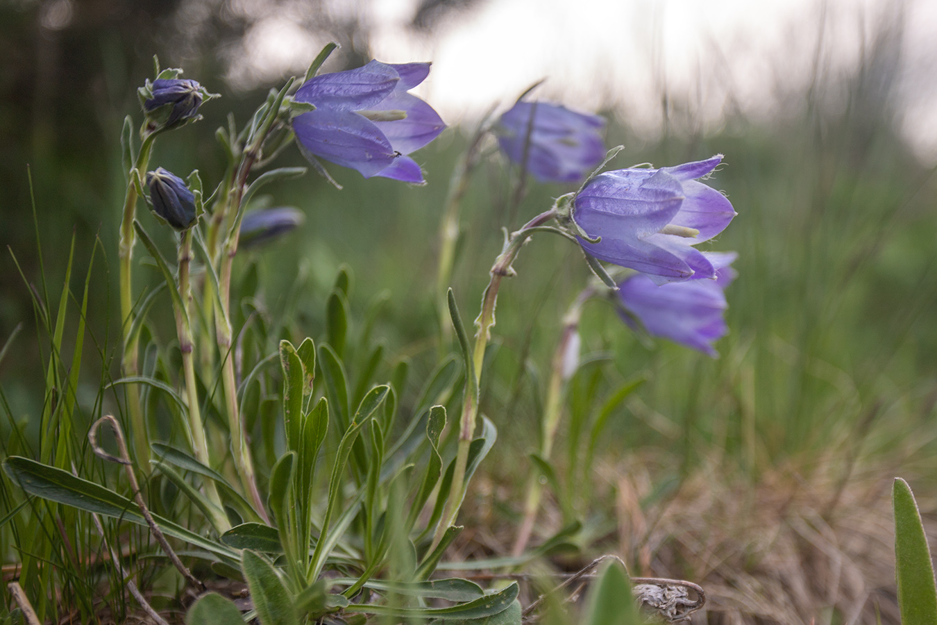 Image of Campanula biebersteiniana specimen.