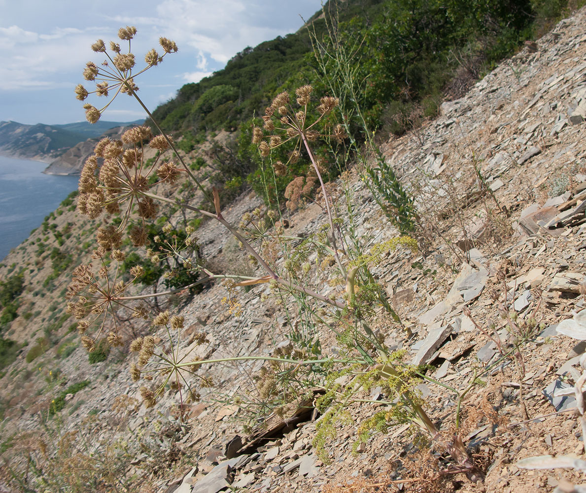 Image of genus Astrodaucus specimen.