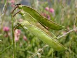 Lathyrus sylvestris. Соплодие со зреющими плодами с сидящим жуком и тлёй. Московская обл., Дмитровский р-н, берег канала им. Москвы, луг. 06.07.2019.