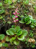 Pyrola incarnata. Цветущее растение. Среднесибирское плоскогорье, плато Путорана, дол. р. Курейка. 27.06.2017.