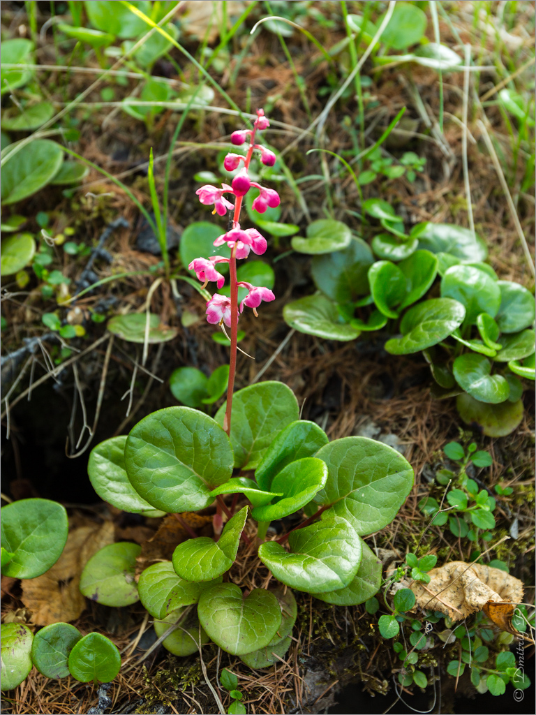 Image of Pyrola incarnata specimen.