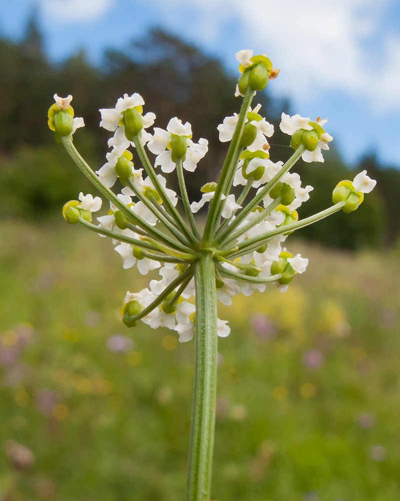 Изображение особи Eleutherospermum cicutarium.