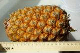 Ananas comosus