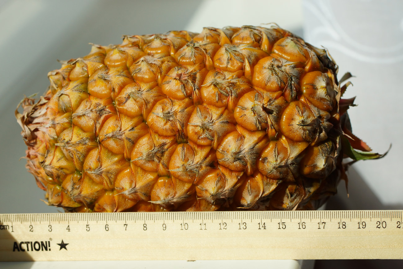 Image of Ananas comosus specimen.