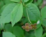 Euonymus verrucosus