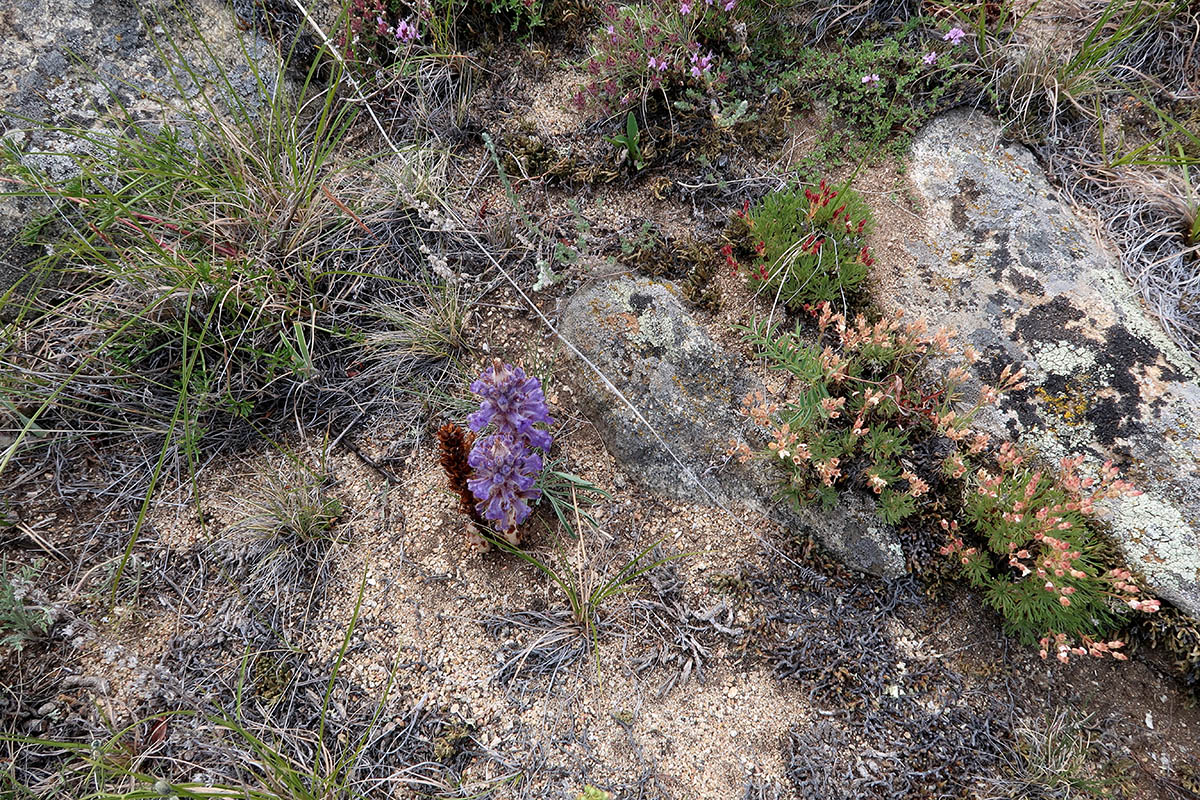 Изображение особи Orobanche coerulescens.