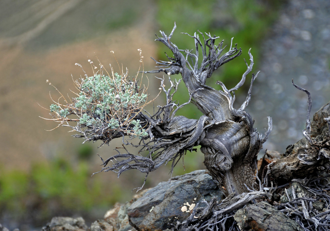 Image of Artemisia rutifolia specimen.