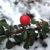 Cotoneaster microphyllus. Плод и листья. Украина, г. Львов, дендропарк НЛТУ, экспозиция кустарников, в культуре. 05.01.2020.