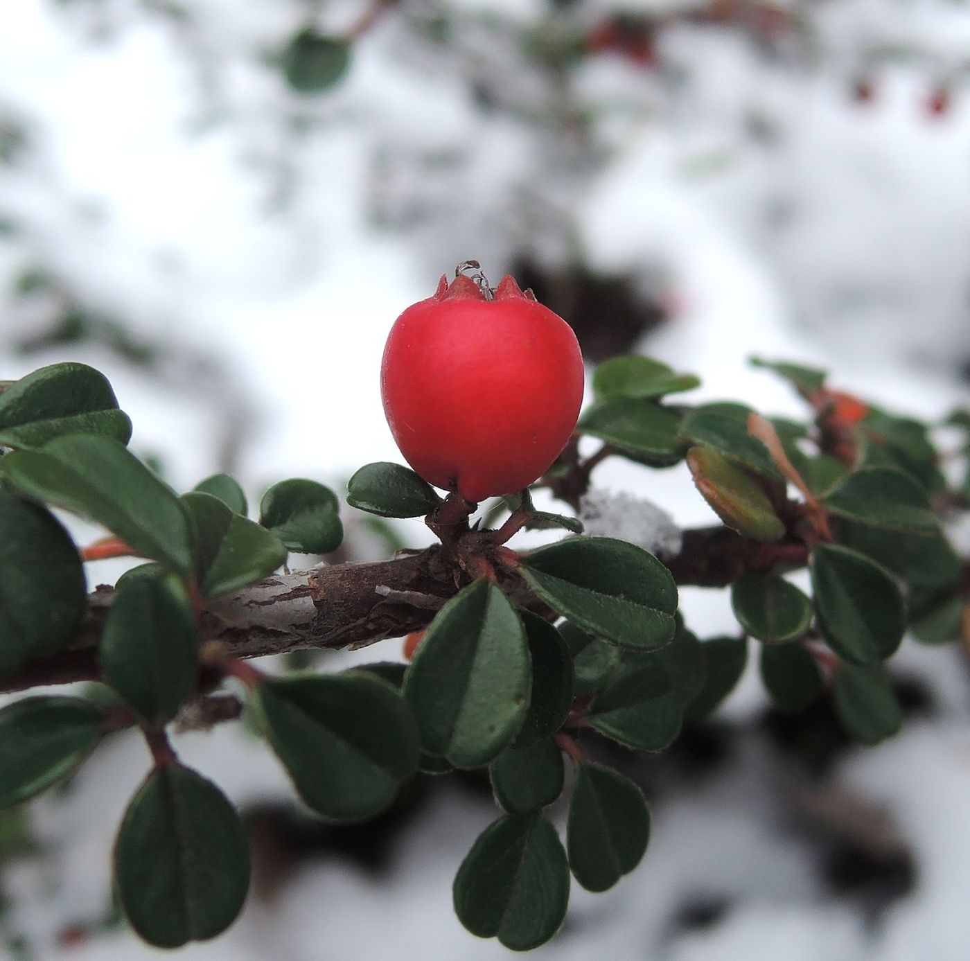 Image of Cotoneaster microphyllus specimen.