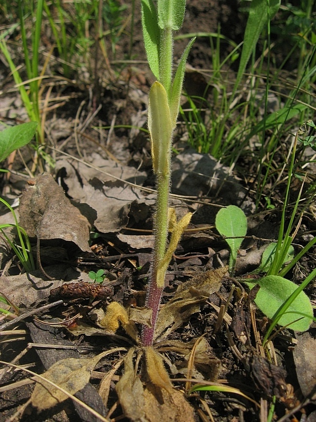 Изображение особи Arabis borealis.