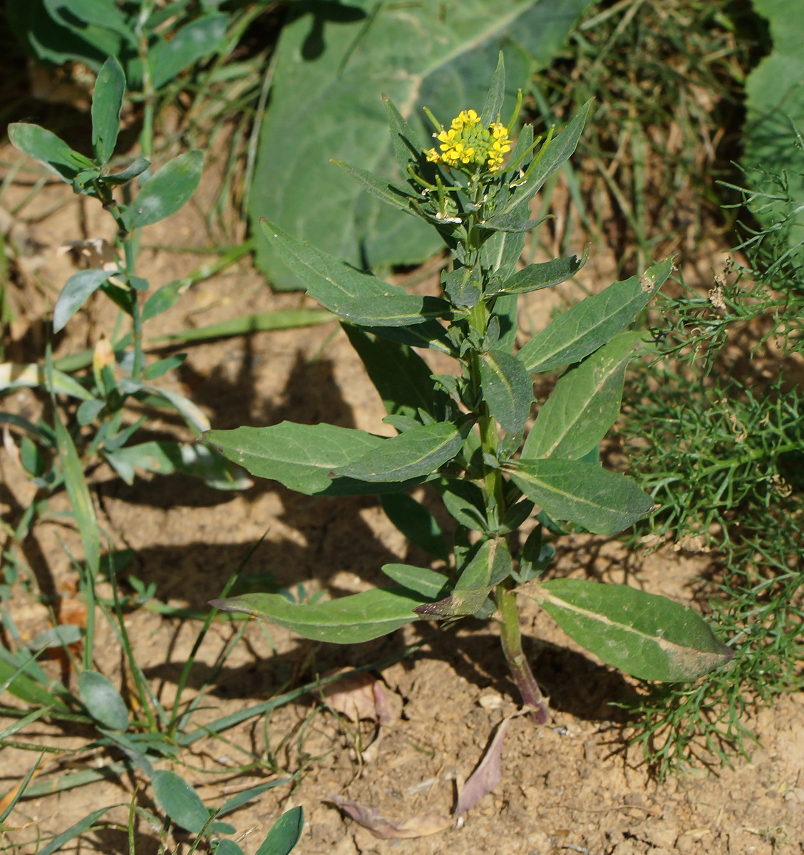 Image of Erysimum cheiranthoides specimen.