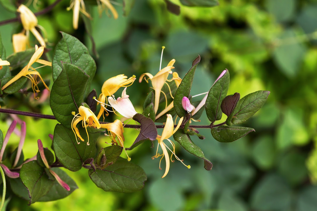 Изображение особи Lonicera japonica.