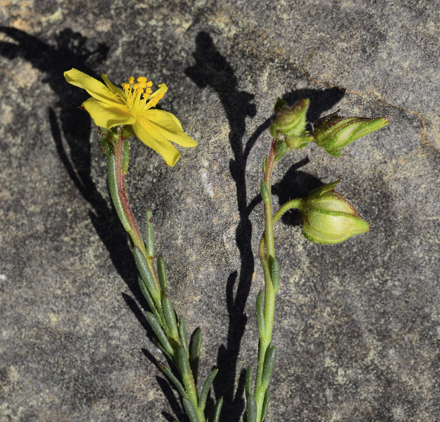 Image of Fumana ericifolia specimen.