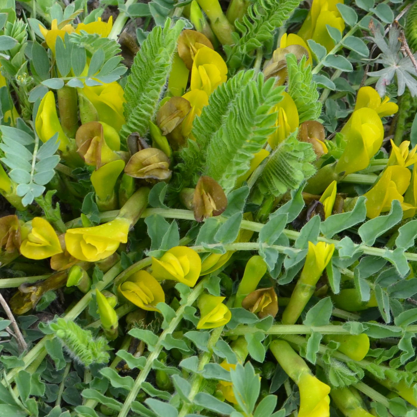 Image of Astragalus macronyx specimen.