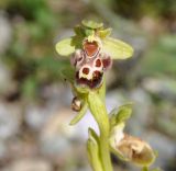 Ophrys flavomarginata