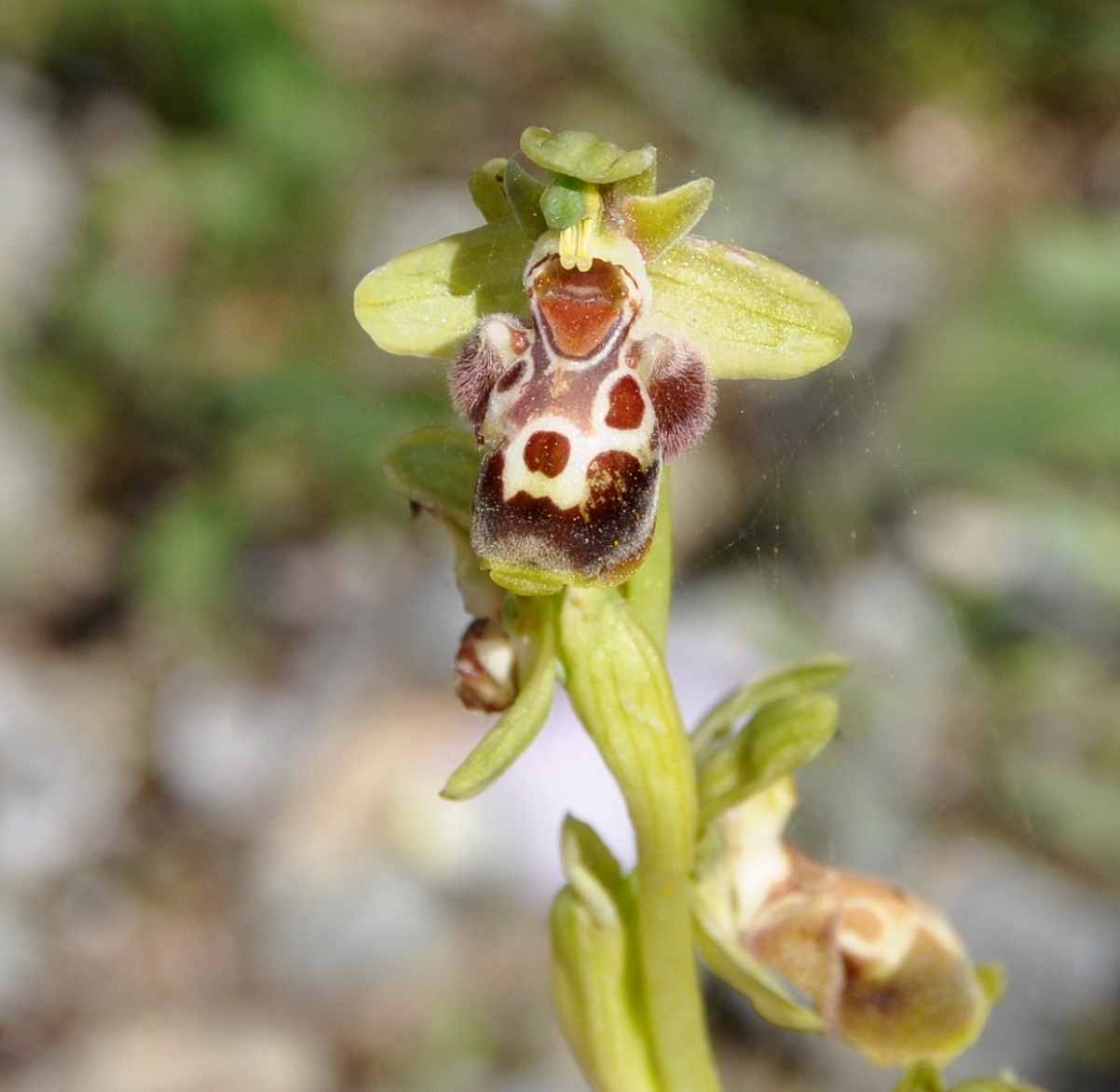 Image of Ophrys flavomarginata specimen.