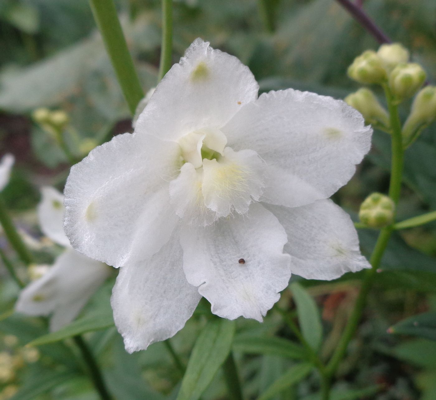 Image of Delphinium &times; phoeniceum specimen.