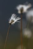 род Eriophorum