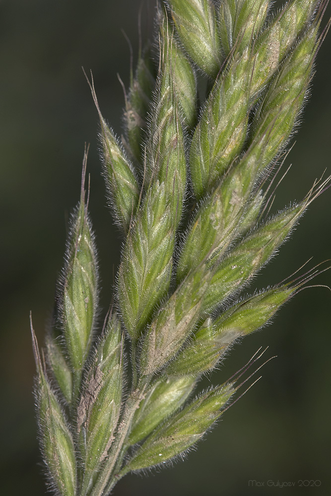 Image of Bromus hordeaceus specimen.