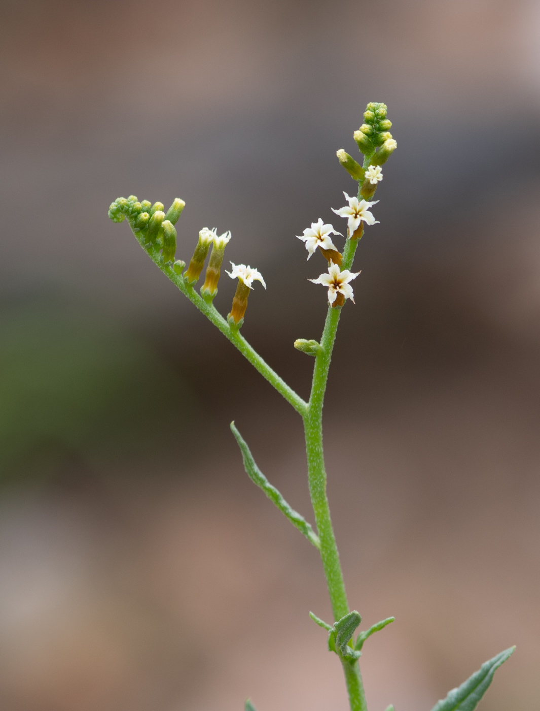 Изображение особи Heliotropium ciliatum.