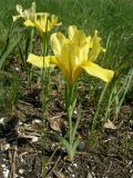 Iris pineticola