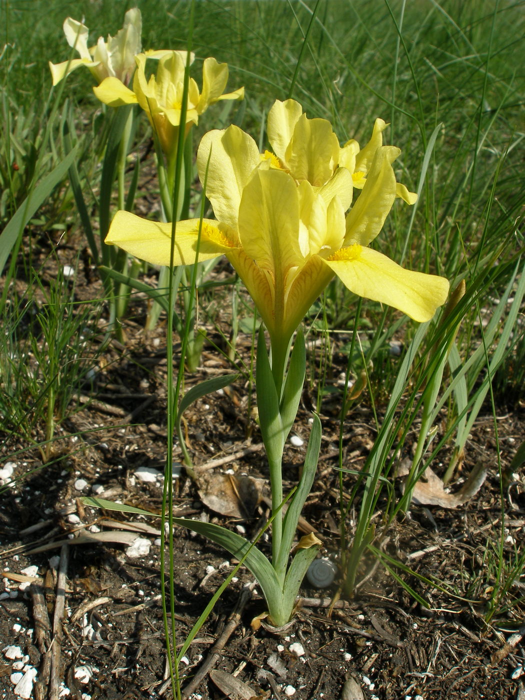 Image of Iris pineticola specimen.