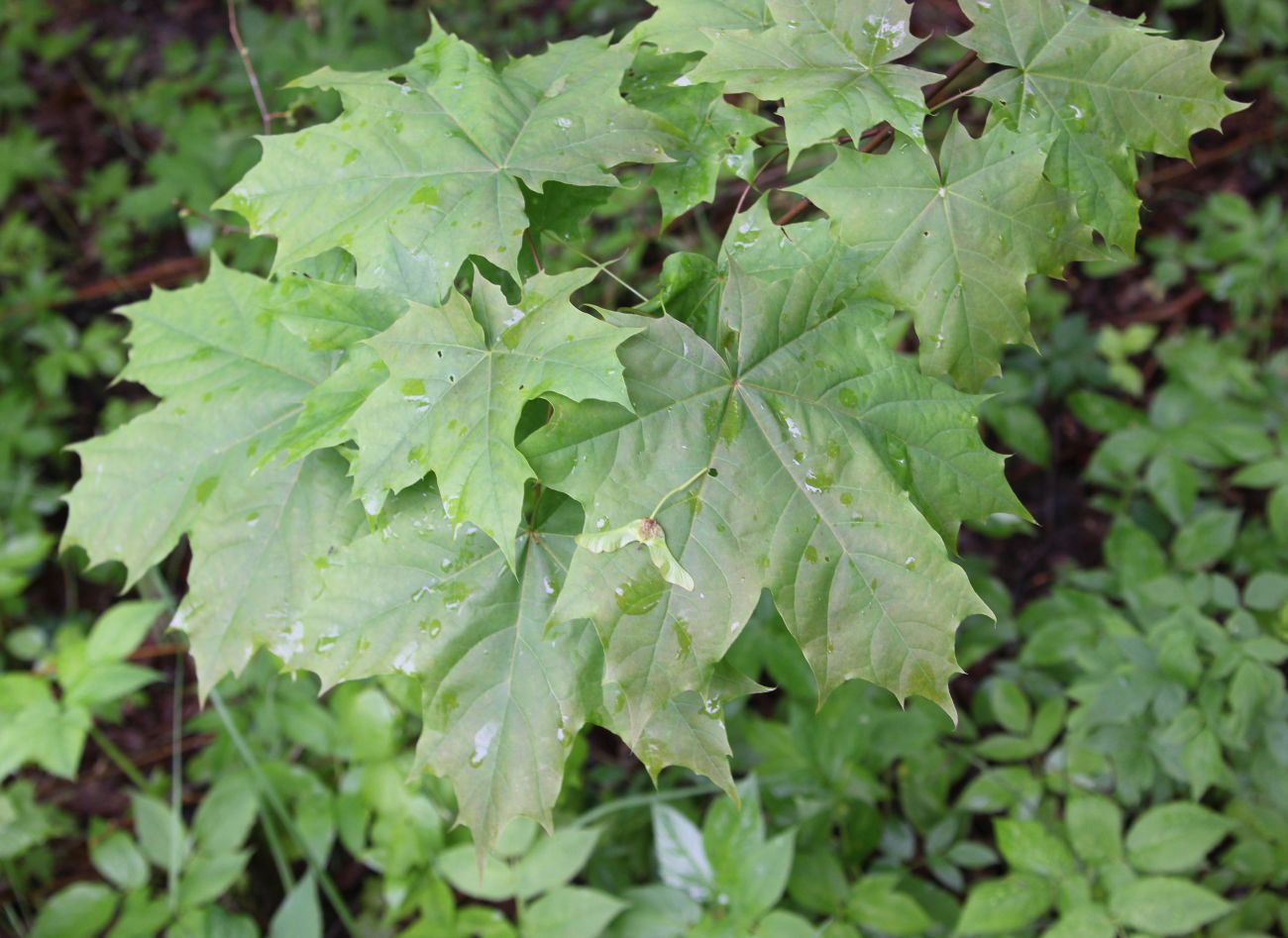 Image of Acer platanoides specimen.