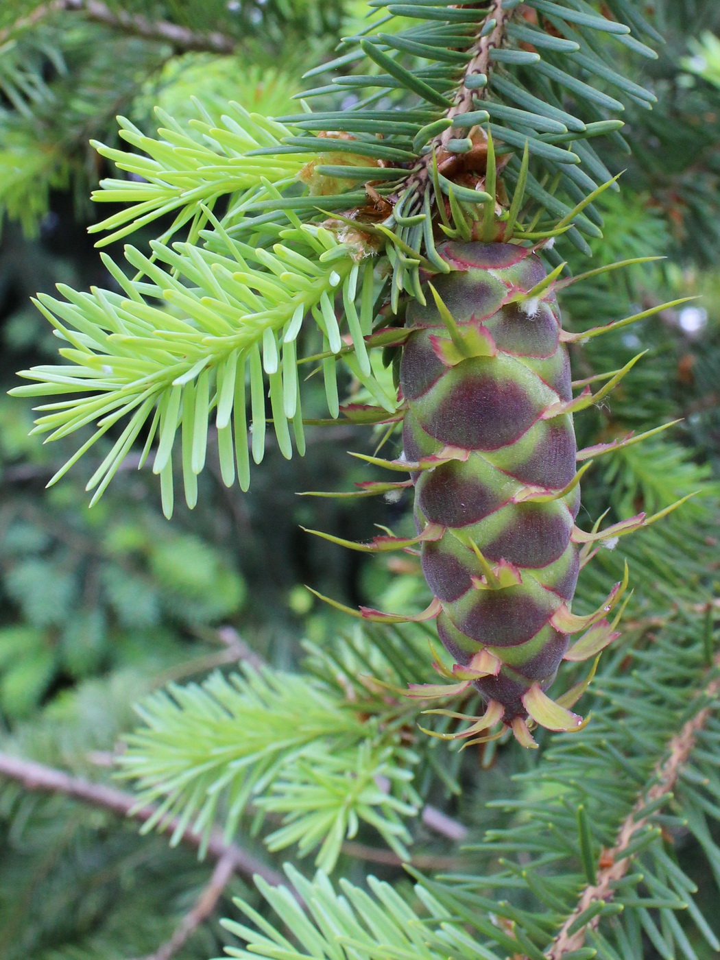 Изображение особи Pseudotsuga menziesii.