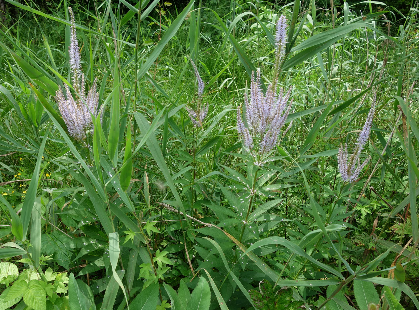 Изображение особи Veronicastrum sibiricum.