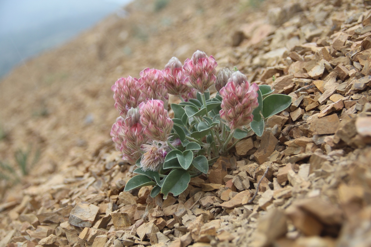 Изображение особи Hedysarum plumosum.