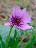 Tragopogon malikus