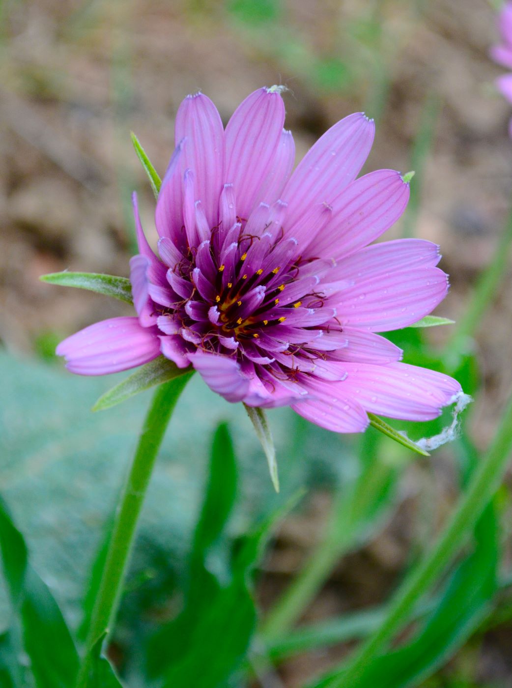 Изображение особи Tragopogon malikus.