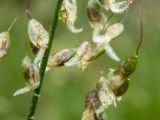 Hierochloe odorata