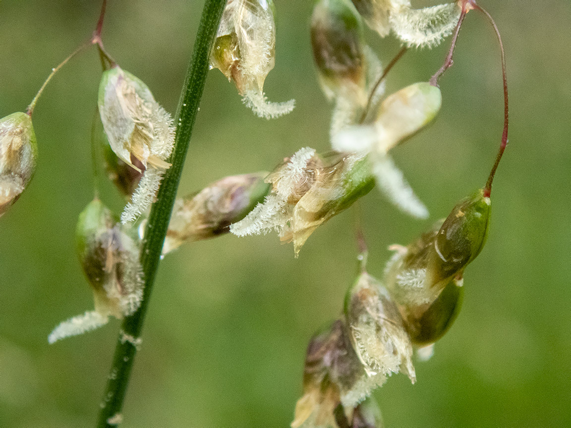 Image of Hierochloe odorata specimen.