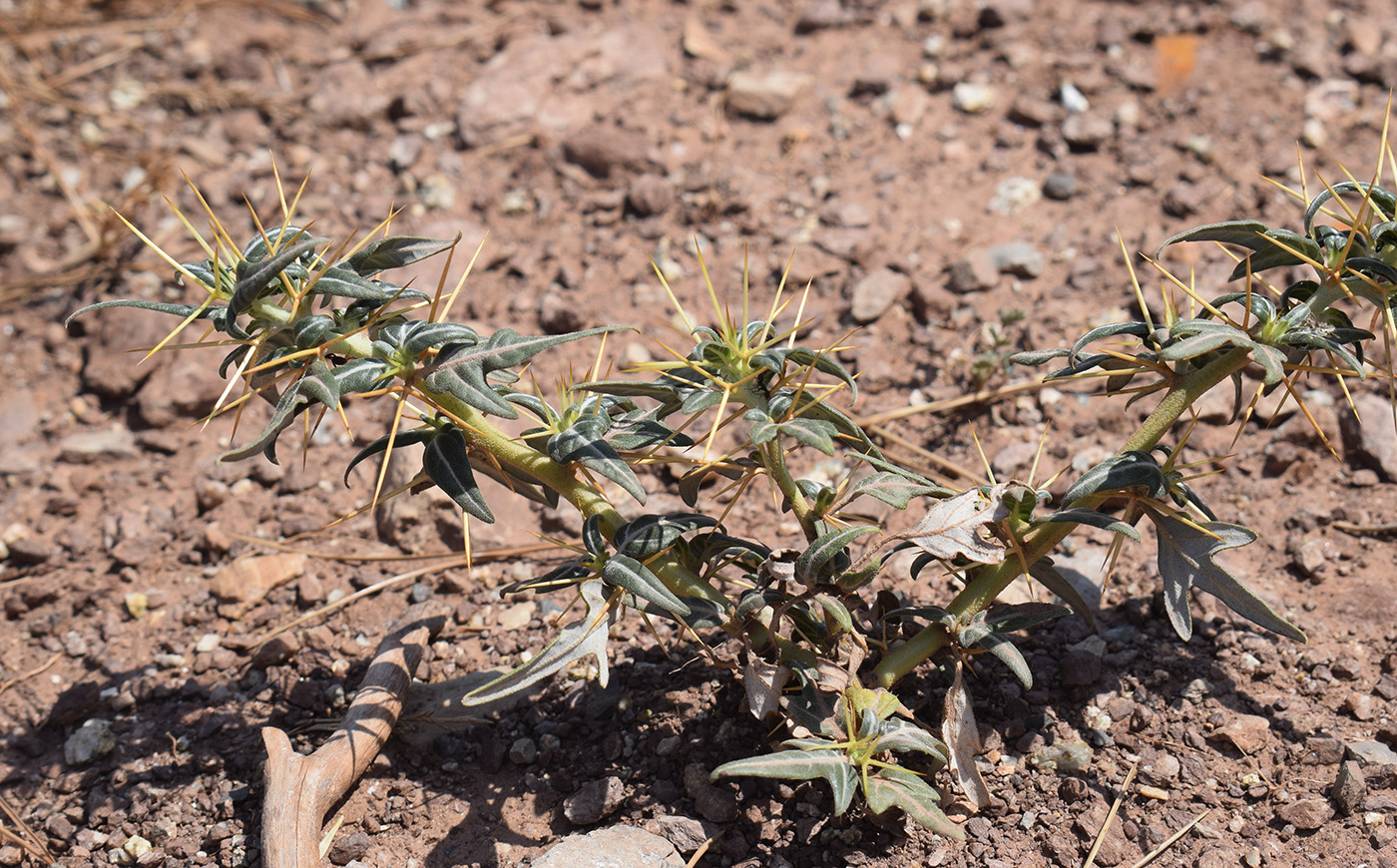 Изображение особи Xanthium spinosum.