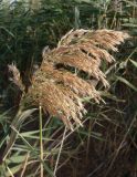 Phragmites australis