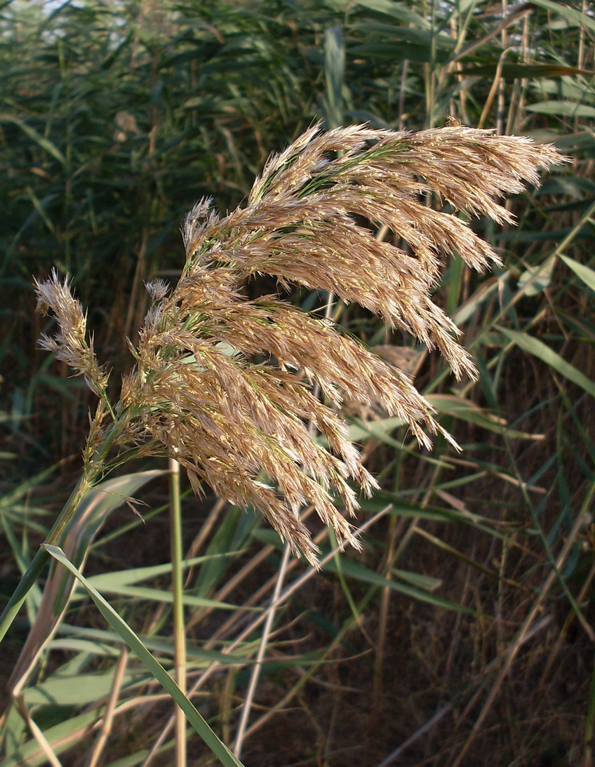 Изображение особи Phragmites australis.