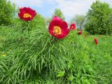 Paeonia tenuifolia