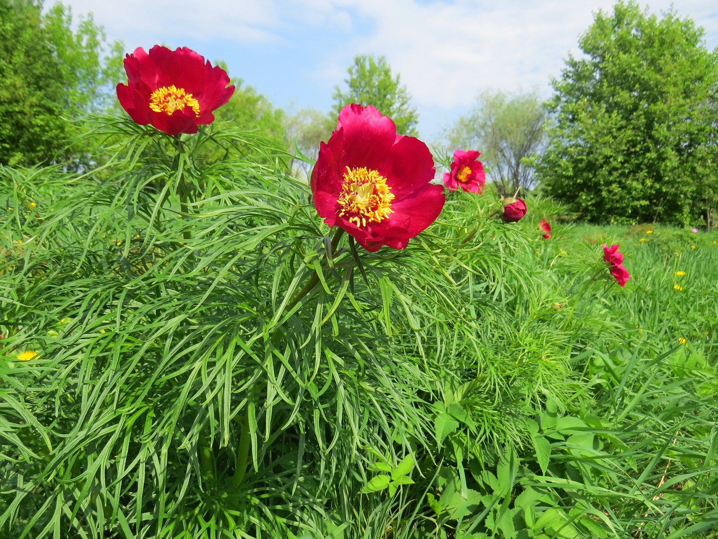 Image of Paeonia tenuifolia specimen.