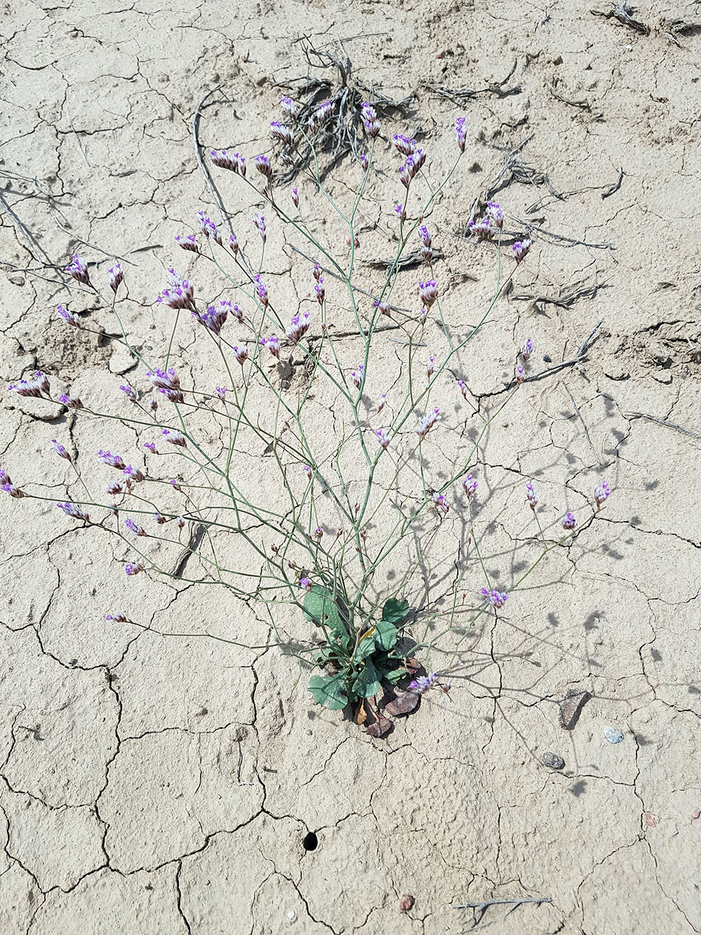 Image of Eremolimon drepanostachyum specimen.